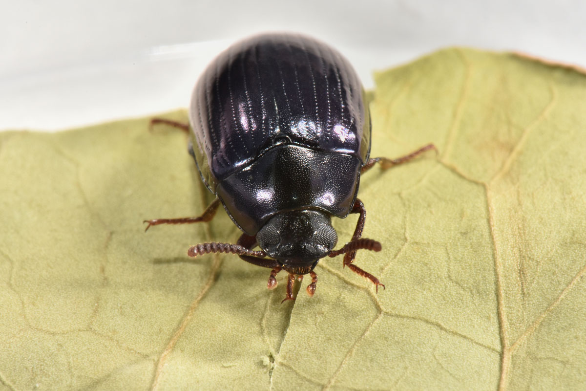 Tenebrionidae: Platydema violacea? S